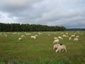 Schafe auf Salzwiesen